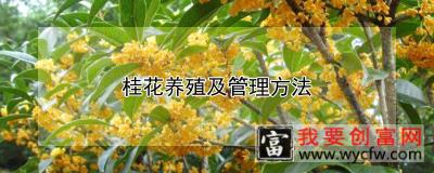 桂花养殖及管理方法