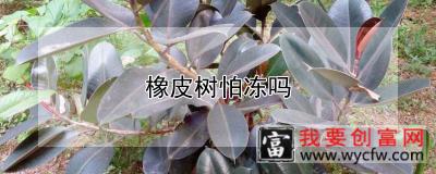 橡皮树怕冻吗