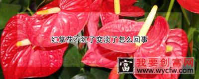 红掌花不红了变淡了怎么回事