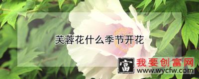 芙蓉花什么季节开花