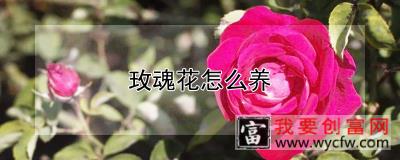 玫魂花怎么养