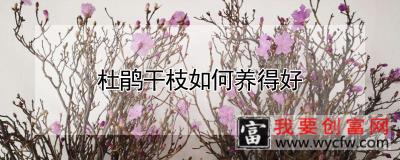 杜鹃干枝如何养得好