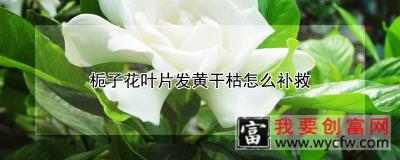 栀子花叶片发黄干枯怎么补救