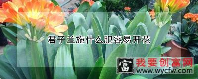 君子兰施什么肥容易开花