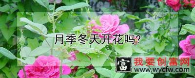 月季冬天开花吗？