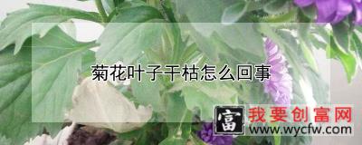 菊花叶子干枯怎么回事