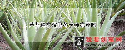 芦荟种在院里冬天会冻死吗