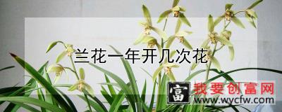 兰花一年开几次花