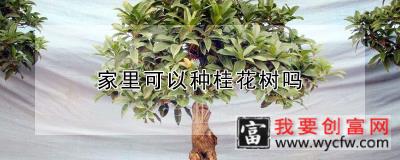 家里可以种桂花树吗