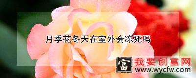 月季花冬天在室外会冻死吗