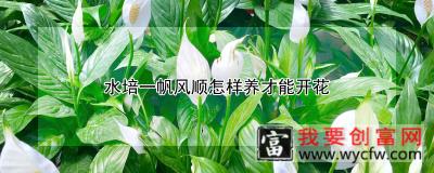 水培一帆风顺怎样养才能开花