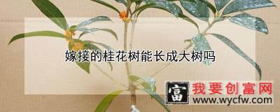 嫁接的桂花树能长成大树吗