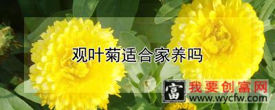 观叶菊适合家养吗