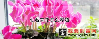 仙客来花怎么养殖