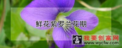 <a href=https://www.wycfw.com/kaidian/hqhh/hd/ target=_blank class=infotextkey>鲜花</a>紫罗兰花期