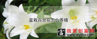 盆栽百合花怎么<a href=https://www.wycfw.com/e/tags/?tagid=63 target=_blank class=infotextkey><a href=https://www.wycfw.com/yangzhi/ target=_blank class=infotextkey>养殖</a></a>