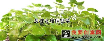 怎样水培铜钱草