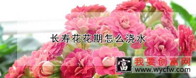 长寿花花期怎么浇水