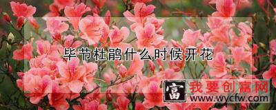 毕节杜鹃什么时候开花