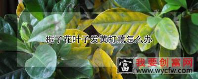 栀子花叶子发黄打蔫怎么办