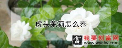 虎头茉莉怎么养