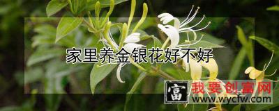 家里养金银花好不好