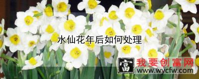 水仙花年后如何处理