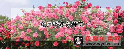 藤月季多久开花