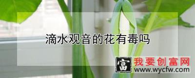 滴水观音的花有毒吗