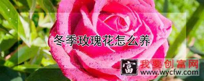 冬季玫瑰花怎么养