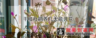 干枝杜鹃养几天能开花