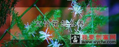 文竹花怎么养