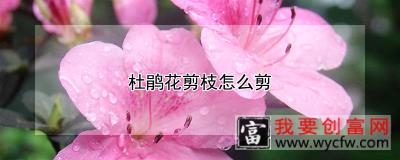 杜鹃花剪枝怎么剪