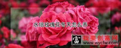 水培玫瑰花冬天怎么养