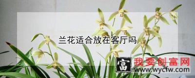 兰花适合放在客厅吗