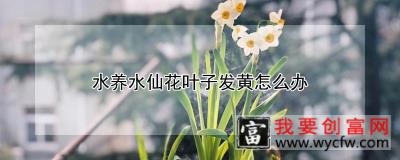 水养水仙花叶子发黄怎么办