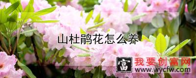 山杜鹃花怎么养