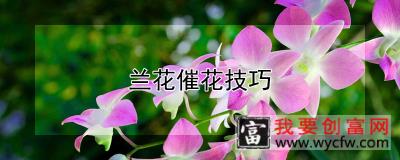 兰花催花技巧