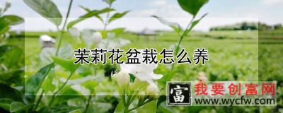 茉莉花盆栽怎么养