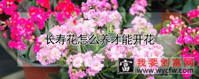 长寿花怎么养才能开花