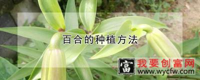 百合的<a href=https://www.wycfw.com/e/tags/?tagid=232 target=_blank class=infotextkey>种植方法</a>