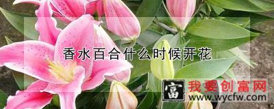 香水百合什么时候开花