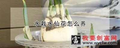 水栽水仙花怎么养