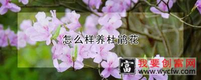 怎么样养杜鹃花