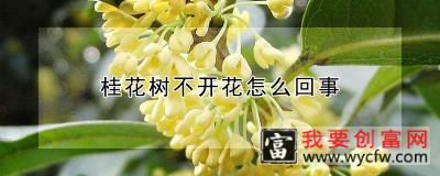 桂花树不开花怎么回事