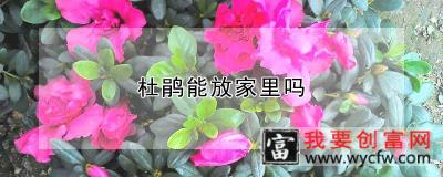 杜鹃能放家里吗