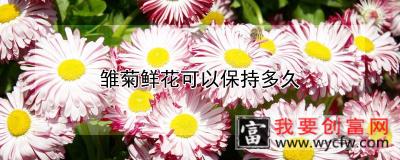 雏菊<a href=https://www.wycfw.com/kaidian/hqhh/hd/ target=_blank class=infotextkey>鲜花</a>可以保持多久