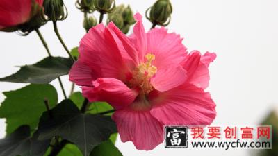 芙蓉花怎么压新的出来