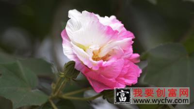 芙蓉花怎样培植幼苗