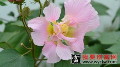 芙蓉花秋季能移栽吗